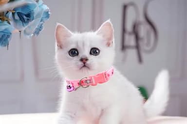Green Small Cat Collar with Bell,Rabbit Pattern Dog Collar Girl Cute Fancy Puppy Collar with Bells for XXS XS Tiny Little Kitten Pet Female Dogs,Neck 7-12 Inch - Image 2