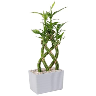 Costa Farms Lucky Bamboo Live Plant | 12-18 Inches Tall Indoor Houseplant | Potted in Minimal Decor Plant Pot | Braided or Straight, Grower's Choice| Room or Office Decor - Image 1