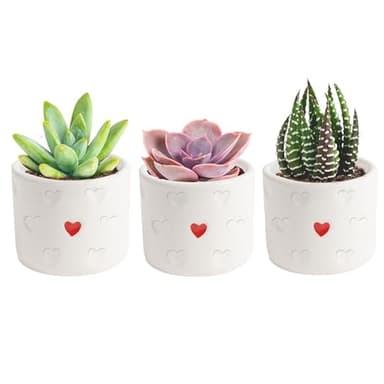 Costa Farms Succulent Plants (Pack of 3), Live Indoor Plant Mini Succulent in Cute Decor Plant Pot, Potting Soil Mix, Grower's Choice, Housewarming Gift, Room Decor, 2-Inches Tall - Image 1