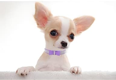 Purple Rhinestone Puppy Collar with Bow, Girl Bling Cat Collars Diamond Female Fancy Sparkly Jewelry Cute Adjustable for XXS XS Small Medium Male Boy Dog Pet Kitten Yorkie, X-Small - Image 3