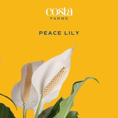 Costa Farms Premium Live Indoor Peace Lily Spathiphyllum, Marble Ceramic Decorator Pot 15-Inches Tall, Shipped Fresh from Our Farm - Image 2