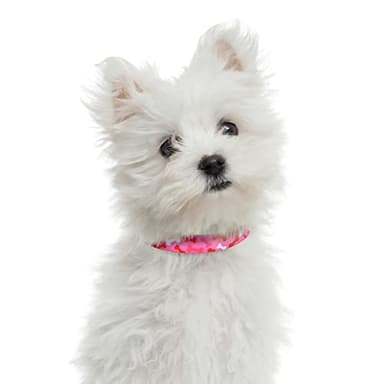 Mile High Life Nylon Puppy Dog Collar Nylon w Cute Patterns Lightweight Girl Boy Collar for Small/Medium/Large Dogs (Pink Bone, Medium Neck 13"-17") - Image 5