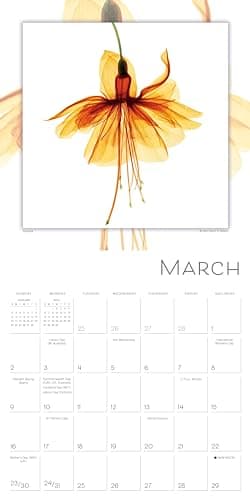 Flower Spirits 2025 Wall Calendar — Radiographs of Nature by Steven N. Meyers, 12" x 12" - Image 4