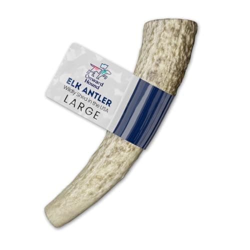 Onward Hound Elk Antlers for Dogs, 7"+ Large 1-Pack, Grade A Long Lasting Chew for Aggressive Chewers, Premium USA Naturally Shed Antler - Healthy, No Odor, Durable Dog Chew for 30-65lb Breeds - Image 1