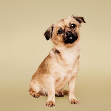 Paul Mitchell Soothing Oatmeal Shampoo, Gentle Formula, Dog Shampoo, 16.9 fl.oz - Image 3