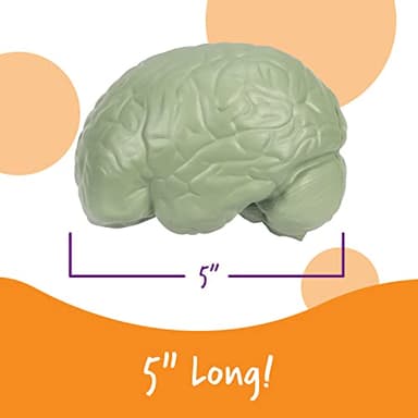 Learning Resources Cross-section Brain Model - 2 Pieces, Ages 7+ Brain Anatomy Model, Brain Functions Model, Human Anatomy for Kids, Foam Brain Model,Back to School Supplies - Image 2
