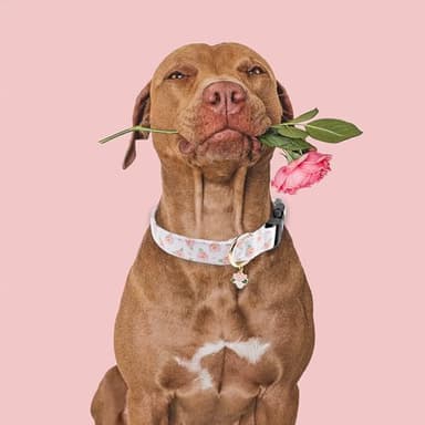 Faygarsle Floral Rose Patterned Cotton Dog Collar for Small, Medium, Large Boys Girls Dogs S - Image 5