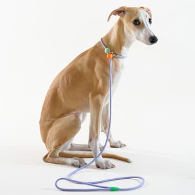 Slip Lead Dog Leash with Stopper, No-Pull Training Leash and Collar for Small Medium Dogs 5 FT - Image 4