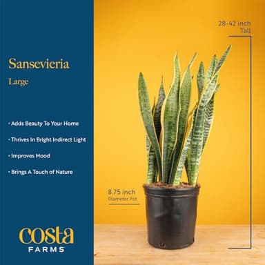 Costa Farms Live Snake Plant, Sansevieria, Easy Care House Plant in Modern Decor Pot, Houseplant in Potting Soil Mix, Succulent Plant Gift for Housewarming, Office and Home Decor, 2-3 Feet Tall - Image 4