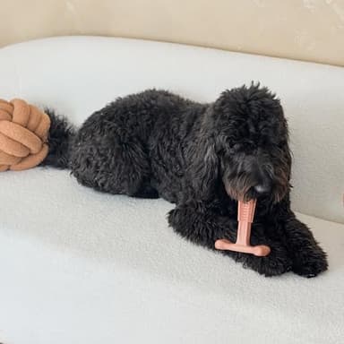 SPOT Bam-Bones Plus T Bone - Bamboo Fiber & Nylon Dog Chew Toy for Moderate to Aggressive Chewers, Non-Splintering, Long-Lasting, 7in Beef Flavor, for Adult Dogs & Teething Puppies Under 90lbs - Image 11