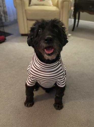 Turtleneck Dog Shirt Cute Doggie Embroidery Super Soft Dog Sweatshirt Stretchy Striped Puppy Pullover for Cats Small Medium Large Dogs (XXXX-Large, Brown Striped) - Image 3