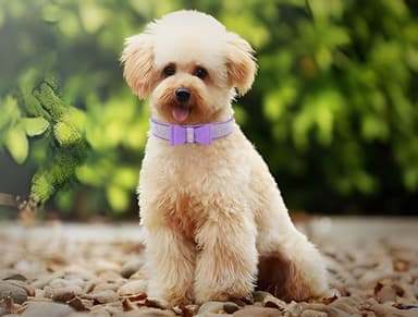 Purple Rhinestone Puppy Collar with Bow, Girl Bling Cat Collars Diamond Female Fancy Sparkly Jewelry Cute Adjustable for XXS XS Small Medium Male Boy Dog Pet Kitten Yorkie, X-Small - Image 2