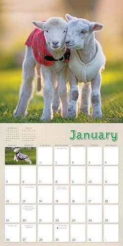 2025 Wall Calendar: Lambies in Jammies & Goats In Coats, 12" x 12" - Image 4