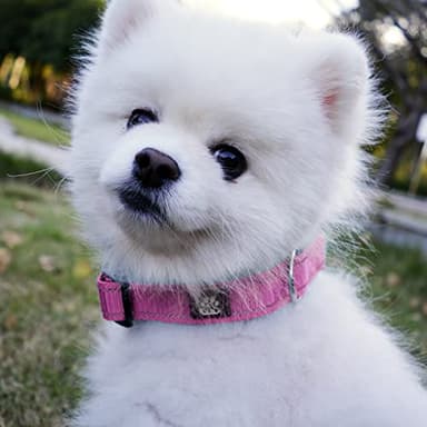 IVY&LANE Reflective Dog Collar and Leash Set,Adjustable Neoprene Padded Dog Collars, Breathable Nylon Pet Collar for Small Medium Large Dogs (Large,Fuchsia Pink) - Image 2