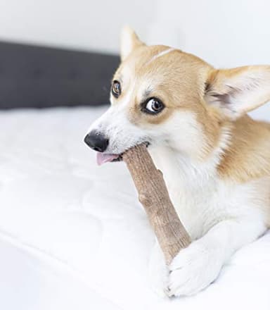 Petstages Dogwood Durable Dog Chew Toy, Medium - Long Lasting Chew Stick Made with Real Wood - USA Made, M - Image 6