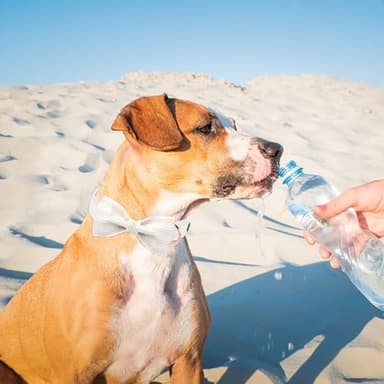 MR.CHUBBYFACE Orange Dog Collar with Bowtie, Cute Fall Pet Collar for Girl Boy Female Dogs, Adjustable Cotton Puppy Collar with Metal Buckle for Large Dogs - Image 4