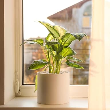 Pulovin 2.5 lbs Coarse Silica Sand for Indoor Plants, 1/5 Inch Natural Decorative Gravel for Vases, Aquariums, Terrarium, Fish Tank, Drainage Rocks for Potted Plants, Bamboo, Succulent, Crafts, Cactus - Image 5