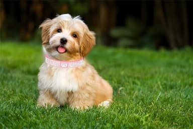 Small Dog Collar for Female Dogs,Crown Bling Puppy Collars Girls Cute Rhinestone Dazzling Sparkling Pretty Bling Crystal Diamond for XXS XS Small Medium Large Pet Cats,Hot Pink XS - Image 3