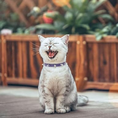 BINGPET Adjustable Leather Spiked Studded Pet Collars,Genuine Leather Dog Collar with Bells,Spiked Cat Puppy Collar,Spikes Soft and Strong Real Leather Made, Adjustable for Small Dogs Puppy Cats - Image 8