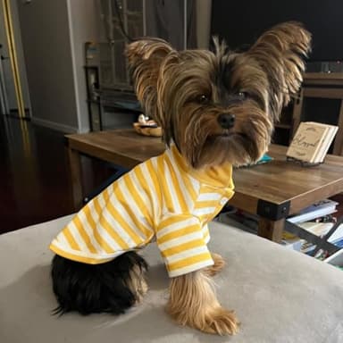 Cute Dog Clothes Striped Dog Polo Shirts Cute Sweater Puppy Clothes Gentle Sweater Pet Clothes for Small Medium Large Dogs Cats (Yellow Stripe, XXL Size for 30-40lb Pets) - Image 4