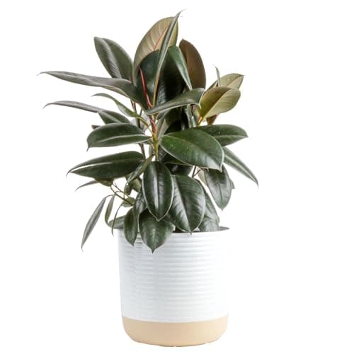 Costa Farms Burgundy Rubber Plant, Live Indoor Ficus Elastica Tree, Live Indoors Houseplant in Décor Planter Pot, Potting Soil Mix, Gift for Housewarming New House, Home or Office Decor, 2-3 Feet Tall - Image 1