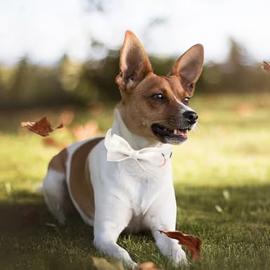 MR.CHUBBYFACE Orange Dog Collar with Bowtie, Cute Fall Pet Collar for Girl Boy Female Dogs, Adjustable Cotton Puppy Collar with Metal Buckle for Large Dogs - Image 5