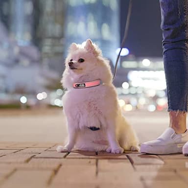 TwoEar Dog Collars for Small Dogs, Heavy Duty Dog Collar with Soft Neoprene Padded, Adjustable Reflective Nylon Dog Collar with Metal Buckle (S, Pink) - Image 6