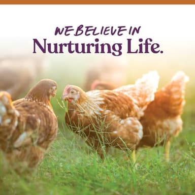 Manna Pro 7-Grain Ultimate Chicken Scratch – Non-GMO Scratch Grain Treat for Chickens, Hens and Other Birds – Natural Multigrain Blend for Poultry and Backyard Flocks – 10 lb Bag - Image 7