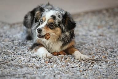 Wild Eats Real Peanut Butter Dog Treats Mini Bones, (16ct) Collagen Smart Bones for Dogs Rawhide for Small and Medium Breeds,Collagen Sticks for Dogs. - Image 5