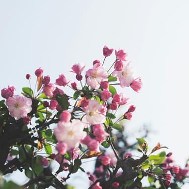 Ghguole 300 pcs Plant Clips for Climbing Plants, Tomato Plant Clips, Plant Support Clips for Gardening, Garden Clips for Climbing Plants to Grow Upright Makes Plants Healthier - Image 7