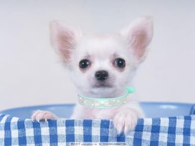 Bling Dog Collars for Small Dogs, Rhinestone Pet Collars, Pink Diamond Puppy Collar for XXS XS Small Medium Large Female Dogs Girl Cats,Blue L - Image 3