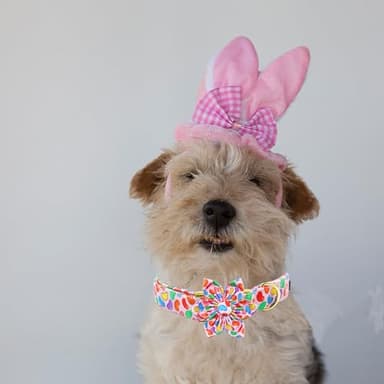 Elegant Little Tail Easter Day Dog Collar with Flower, Colorful Candy Pink Adjustable Collar for Small Dogs - Image 5