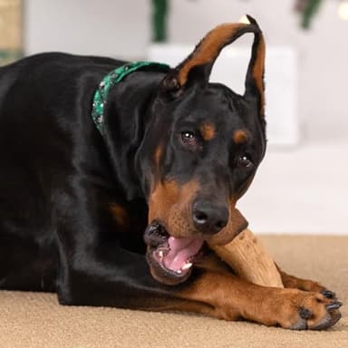 Willjoy 3-Pack Dog Toys for Aggressive Chewers, Chew Toys for Aggressive Chewers, Pine Wood & Nylon, Bacon Flavor Aggressive Chew Toys for Large Dogs, Long Lasting Dog Chews Alternative to Real Sticks - Image 9
