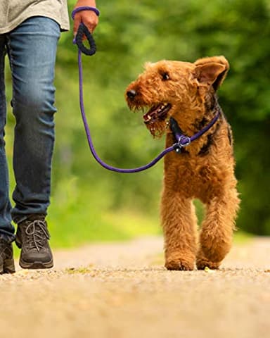 TagME Slip Leads for Dogs, 6 FT Heavy Duty Slip Leash with Padded Handle, Strong Rope No Pull Pet Training Leash for Medium Dogs,Purple - Image 6