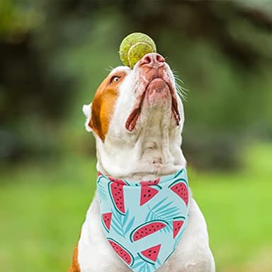 EXPAWLORER Dog Cooling Bandana Set - 4 Pack Hawaii Dog Bandana, Summer Triangle Scarfs Bibs with Cute Fruit Patterns for Small Medium Large Dogs, Large - Image 8