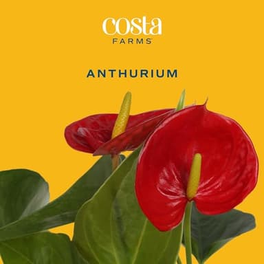 Costa Farms Anthurium Plant, Live Indoor Houseplant with Red Flowers, Easy Grow Flowering House Plant in Cute Décor Pot, Birthday, Housewarming, Get Well Soon, Home, Room, Office Décor, 12-Inches Tall - Image 3