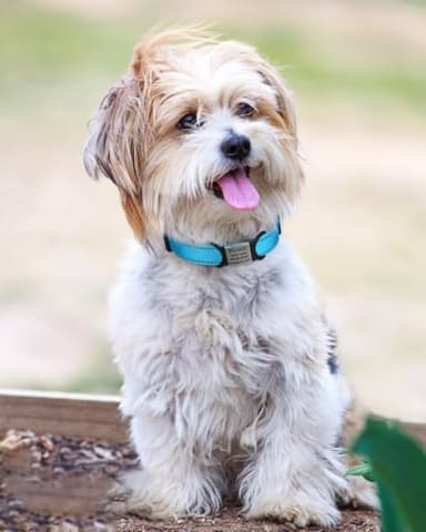 TagME Small Dog Collar, Adjustable Reflective Nylon Pet Collar with Quick Release Buckle, Sky Blue, 5/8" Width - Image 2