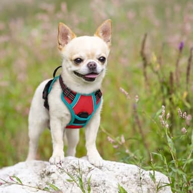 rabbitgoo Dog Harness No Pull with 2 Leash Clips, Adjustable Soft Padded, Reflective Oxford No Choke Pet Vest with Easy Control Handle for Puppy, Red & Teal, XS - Image 7