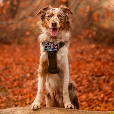 rabbitgoo Dog Harness Medium Sized No Pull, Tactical Service Pet Vest with Molle and Control Handle, Adjustable and Reflective Military Harness for Easy Walking and Training, Blue, M - Image 2