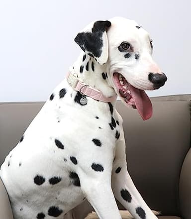 DOGWONG Cotton Hemp Dog Collar, Heavy-Duty Pink Dog Collar Adjustable Soft Natural Fabric Pet Cute Wedding Puppy Necklace for Small Medium Large Dogs - Image 5