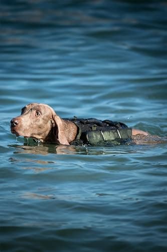 NOAH & PAW Dog Life Jacket, Human Standards Lifejacket Design, Dog Life Vest for Swimming and Boating, 3X Foam Support for Max Floating, Breathable Mesh, Salvavidas para Perros, Size XL - Image 7