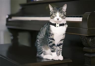 Pink Puppy Collar with Bell,Reflective Cat Collar with Bells Metal Buckle Girl Female Nylon Dog Collar with Bells for XXS XS Tiny Little Kitten Boy Pet Dogs, 7.5-11 Inch - Image 3
