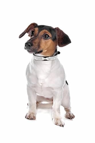 Bling Dog Collars for Small Dogs, Rhinestone Pet Collars, Pink Diamond Puppy Collar for XXS XS Small Medium Large Female Dogs Girl Cats,Black L - Image 6