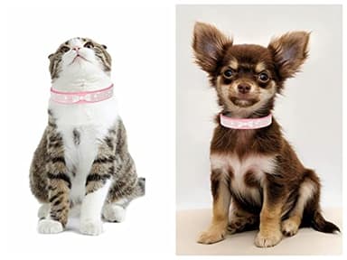 Small Dog Collar for Female Dogs,Crown Bling Puppy Collars Girls Cute Rhinestone Dazzling Sparkling Pretty Bling Crystal Diamond for XXS XS Small Medium Large Pet Cats,Hot Pink XS - Image 6