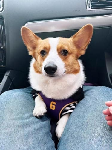 Cute Dog Clothes Striped Dog Polo Shirts Cute Sweater Puppy Clothes Gentle Sweater Pet Clothes for Small Medium Large Dogs Cats (Black Stripe, XXL Size for 30-40lb Pets) - Image 5