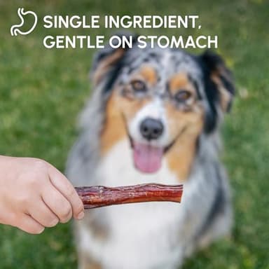 Downtown Pet Supply Bully Sticks for Dogs - Natural 6 Inch Beef Chews, Odor-Free & Rawhide-Free, Long Lasting Dog Treats for Aggressive Chewers - Healthy, Safe & Delicious Chews Dogs Love (18 Pack) - Image 6