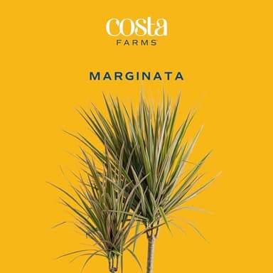 Costa Farms Dracaena Marginata Magenta Madagascar Dragon Tree, Live Indoor Plant, Easy to Grow Houseplant Potted in Decor Planter Pot, Living Room Home and Office Decor, 3-4 Feet Tall - Image 3