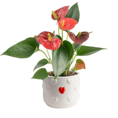 Costa Farms Anthurium Plant, Live Indoor Houseplant with Red Flowers, Easy Grow Flowering House Plant in Cute Décor Pot, Birthday, Housewarming, Get Well Soon, Home, Room, Office Décor, 12-Inches Tall - Image 1