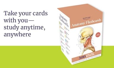 Anatomy Flashcards: 300 Flashcards with Anatomically Precise Drawings and Exhaustive Descriptions - Image 6