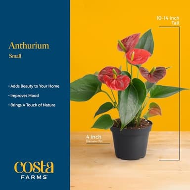 Costa Farms Anthurium Plant, Live Indoor Houseplant with Red Flowers, Easy Grow Flowering House Plant in Cute Décor Pot, Birthday, Housewarming, Get Well Soon, Home, Room, Office Décor, 12-Inches Tall - Image 4